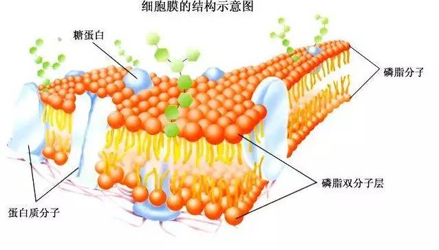 生物会什么因为它们有什么