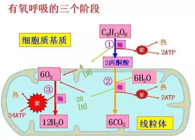 生物会什么因为它们有什么