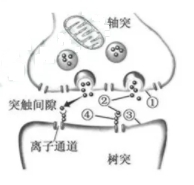 2019年江苏高考生物试题及答案【真题试卷】